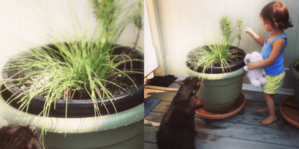 little girl playing with plant