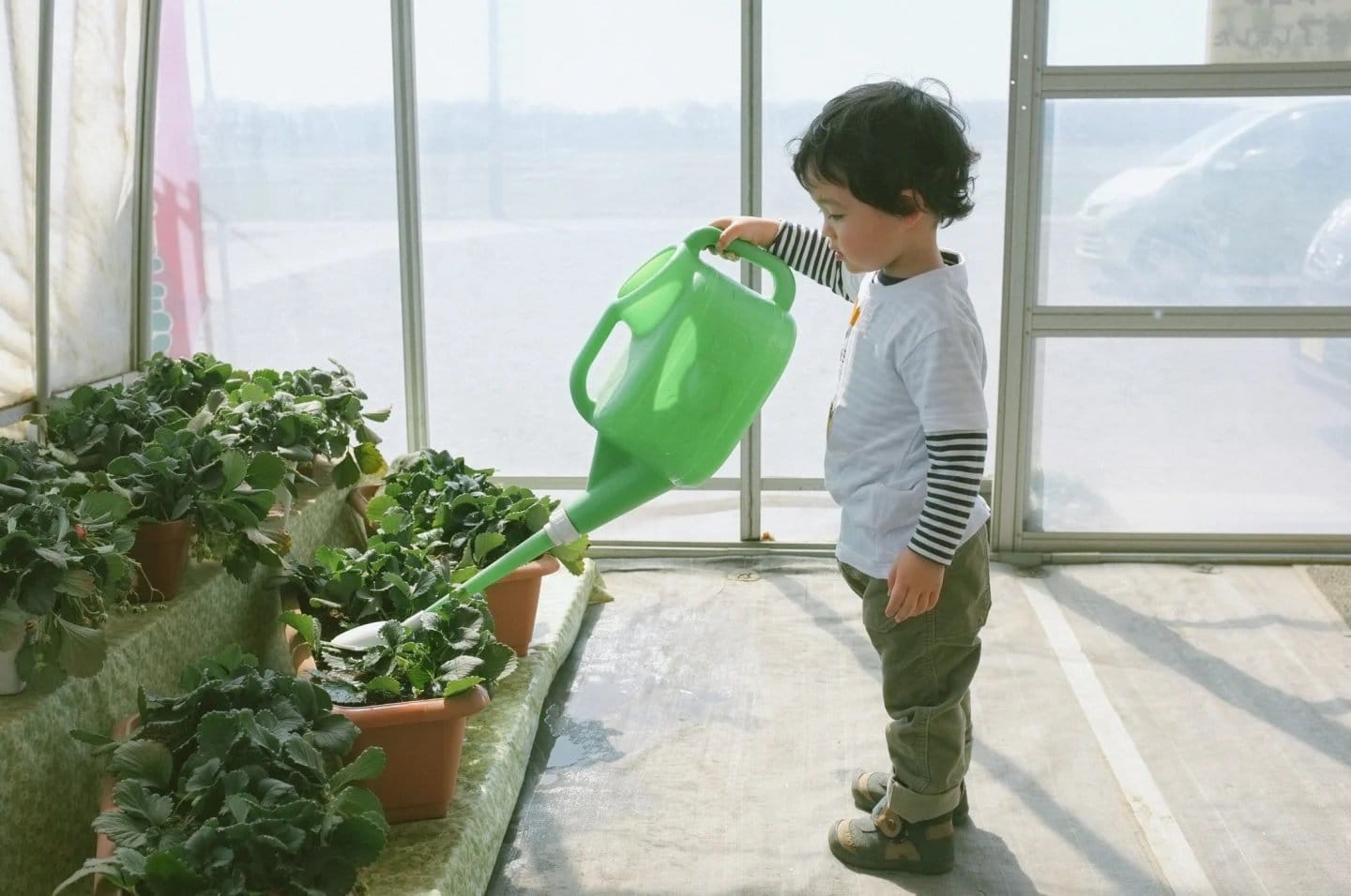 little boy watering plants