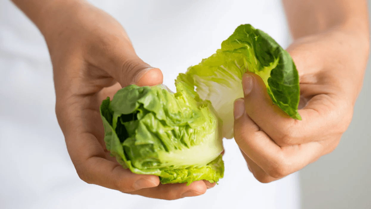 chef tearing romaine lettuce