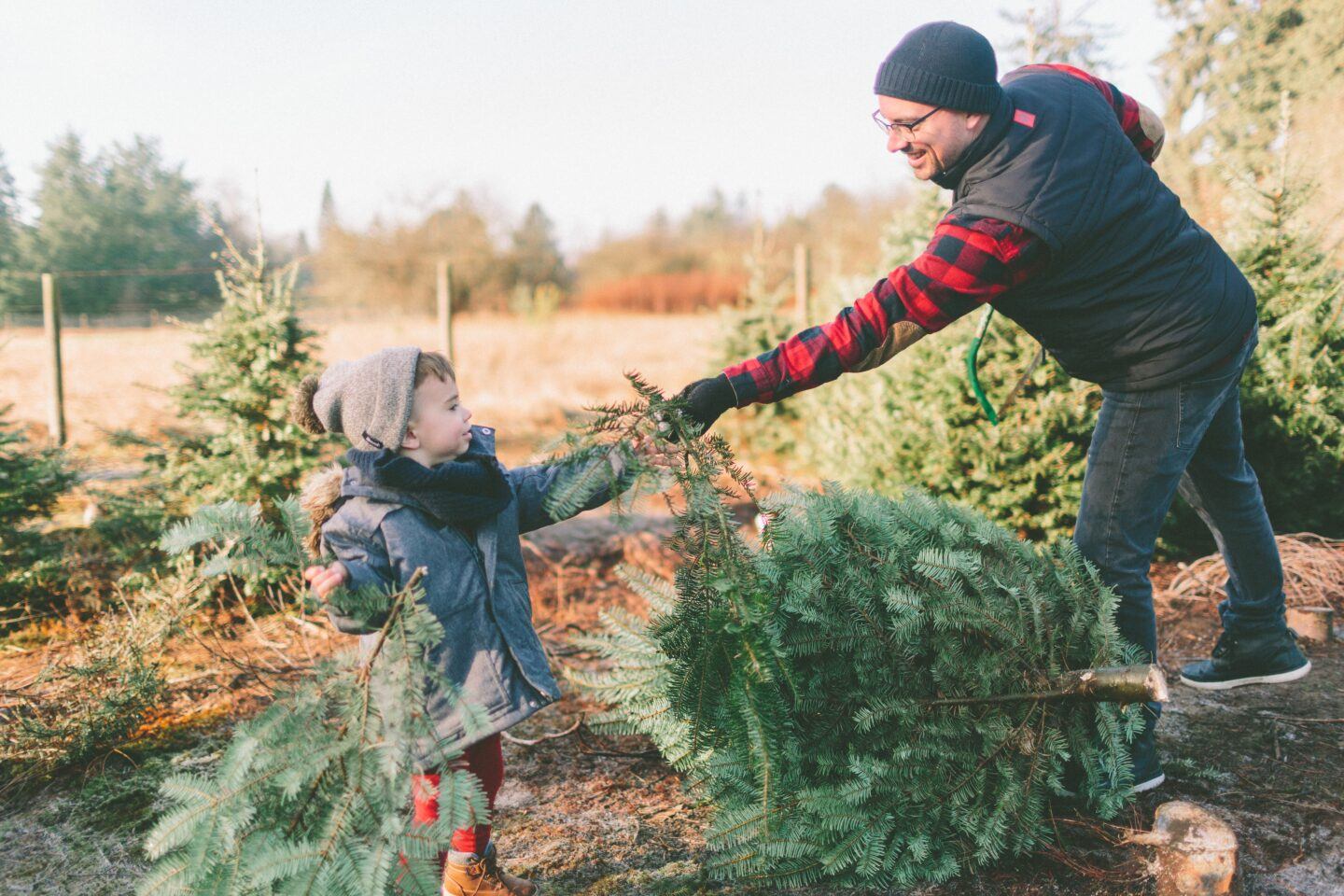 dad and toddler pulling a Christmas tree at the tree farm