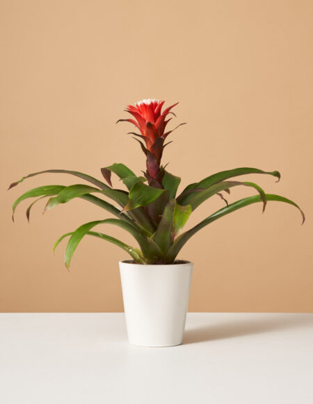 bromeliad