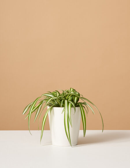 spider plant