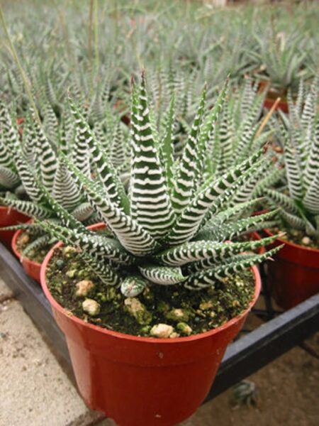 Haworthia Zebra Succulent