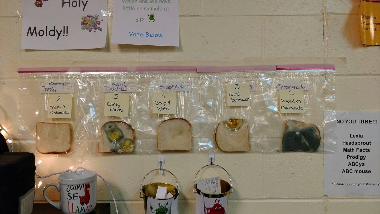 pieces of bread with different layers of mold