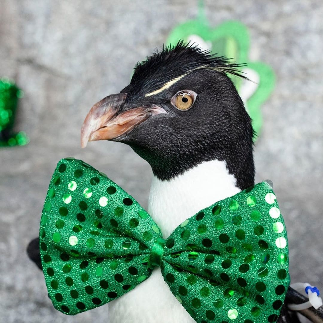 penguin with a bowtie