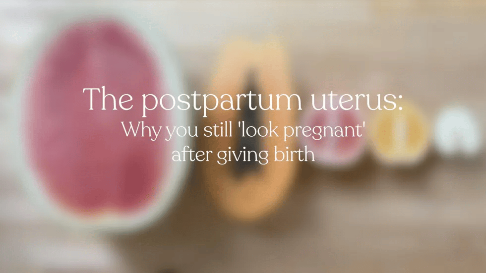 the postpartum uterus