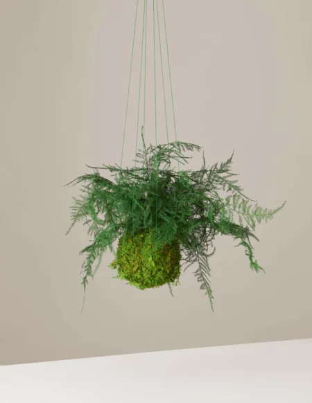 The Sill Preserved Fern Kokedama