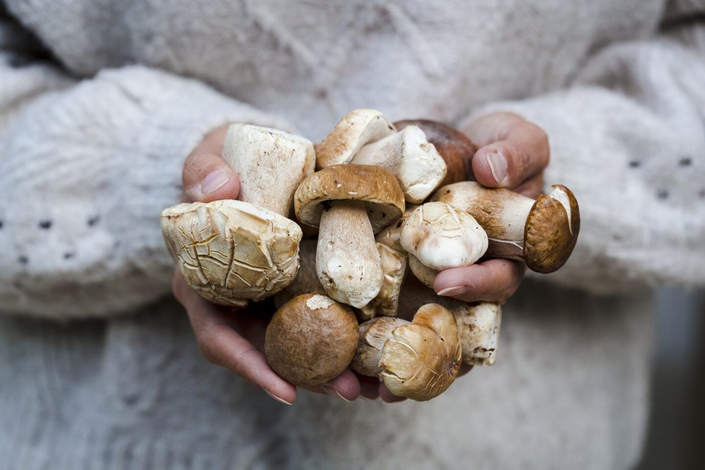 woman wearing cream sweater holding handful of porcini mushrooms