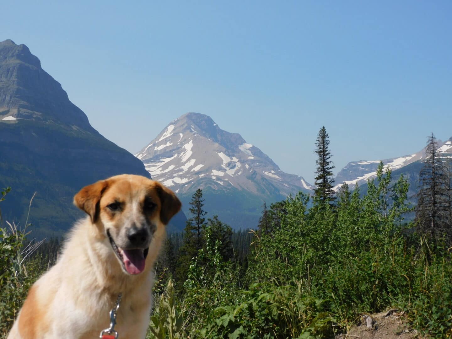 Dog looking at camera with mountains in the background, on national park road trip