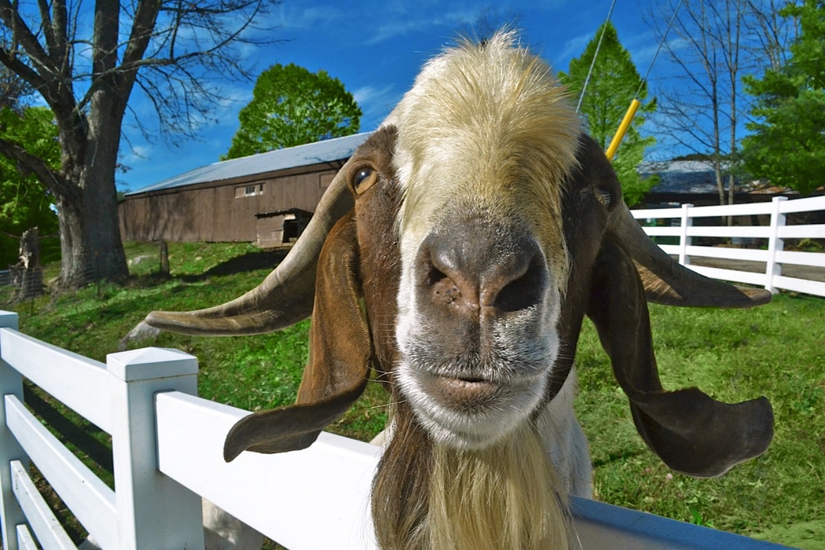 Close up of goat at farm stay in New Hampshire