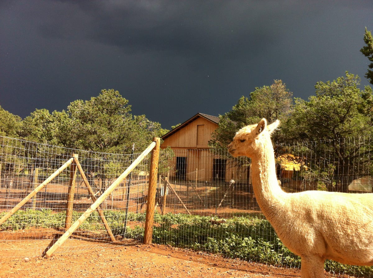 Mystic Pines Alpaca Ranch, farm stays in Arizona