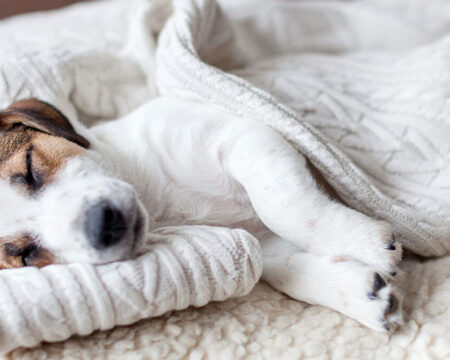 dog sleeping on a dog bed