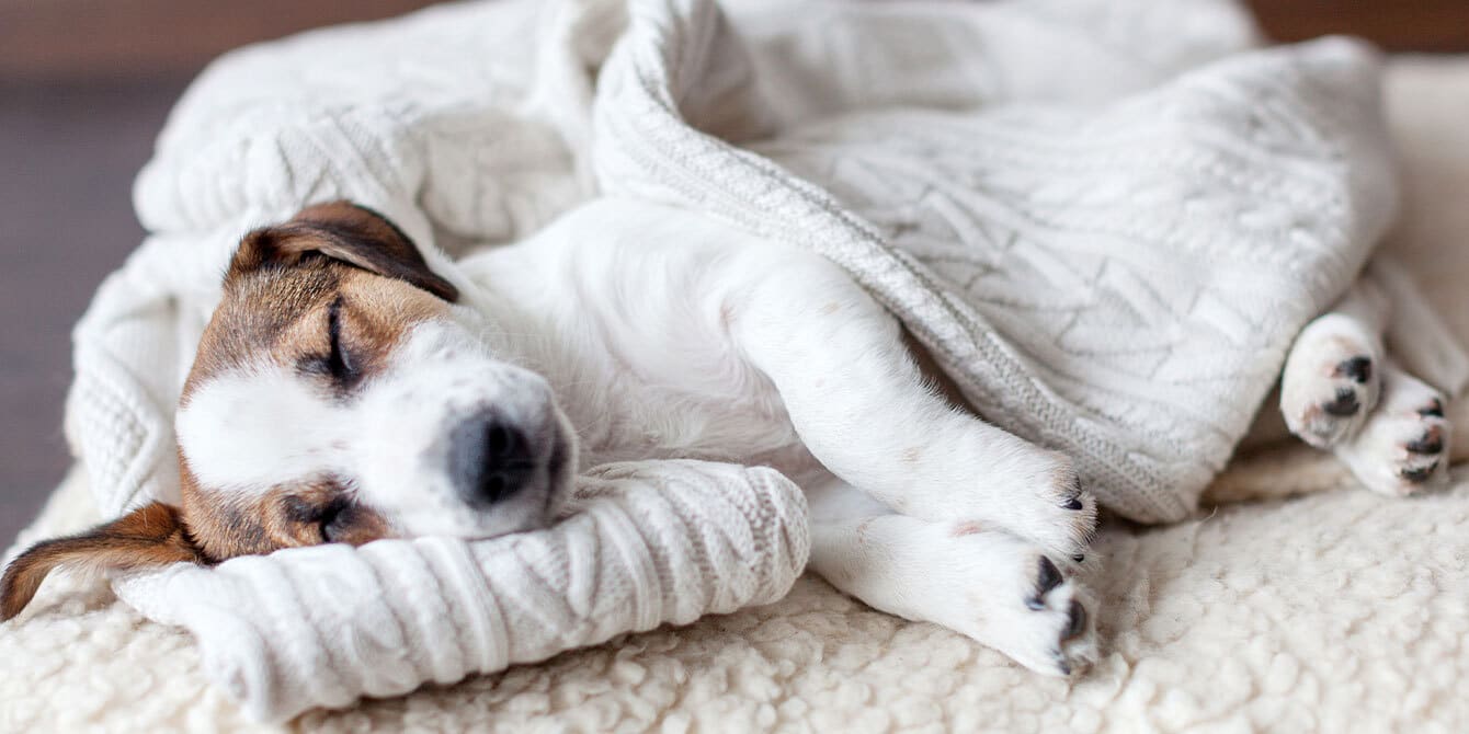 dog sleeping on a dog bed