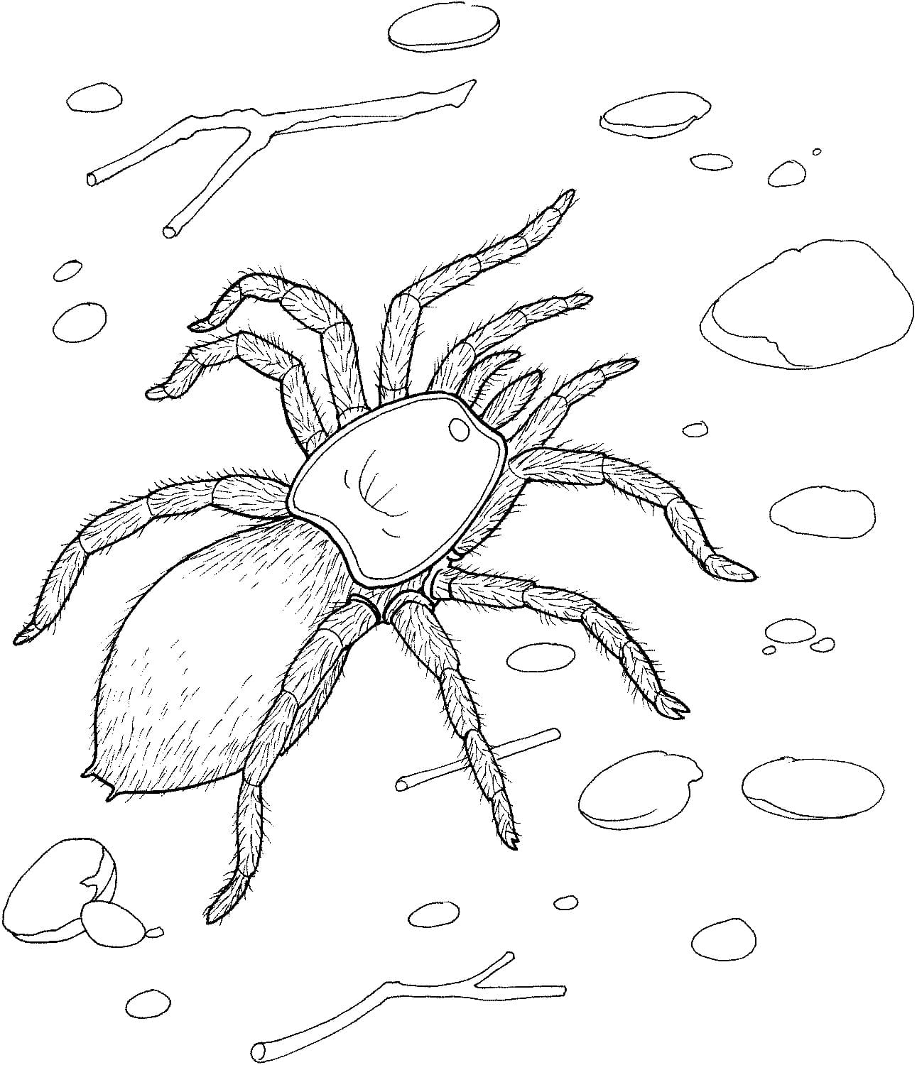 Coloring Pages of Spider Motherly