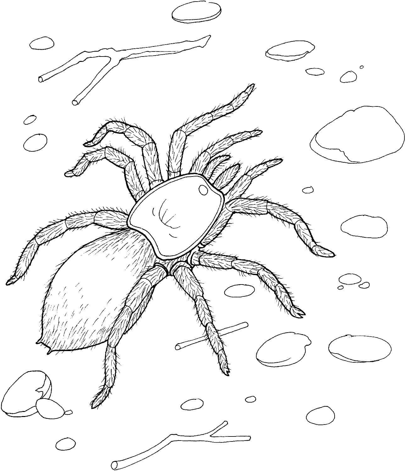 Minecraft para colorir e imprimir!  Minecraft coloring pages, Coloring  pages, Spider coloring page