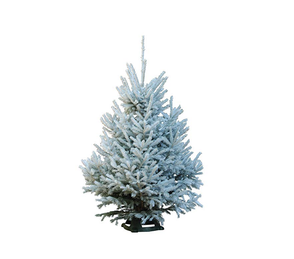 Amazon now delivers *real* Christmas trees straight to your door