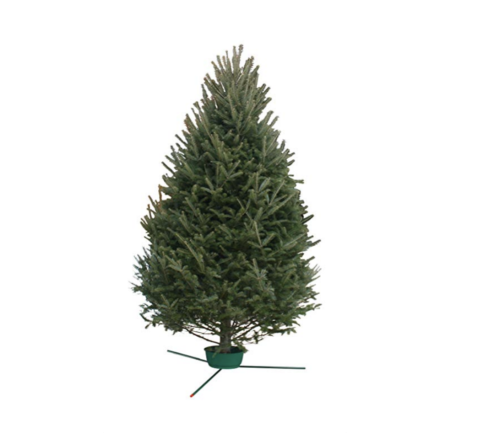 amazon now delivers live christmas trees 1 Motherly