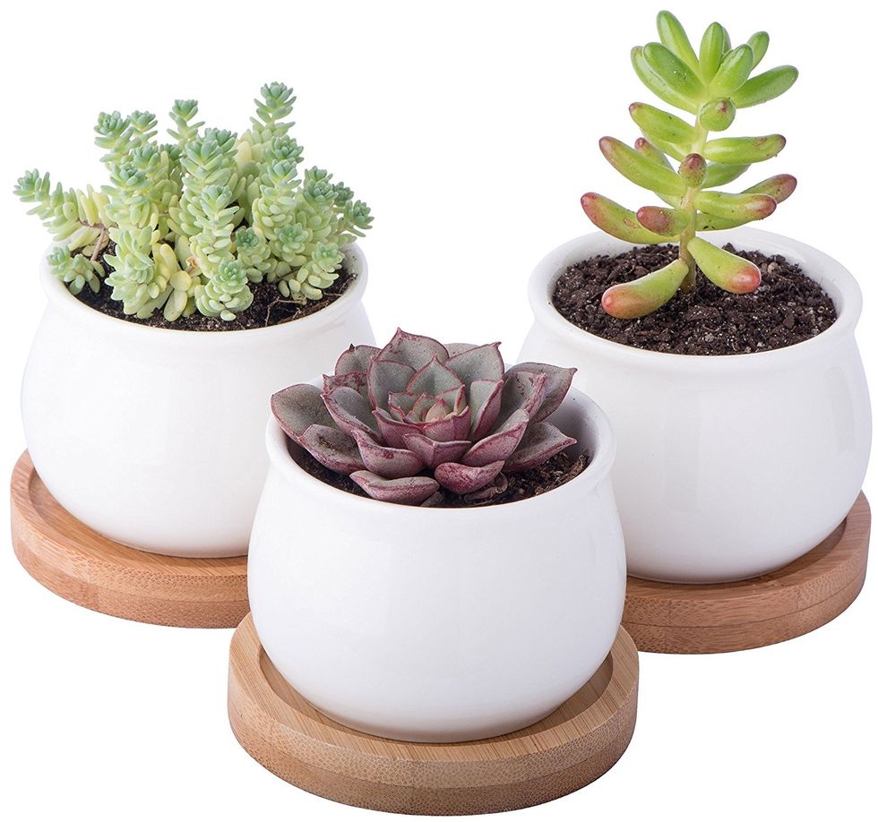 gifts for mothers day succulent set