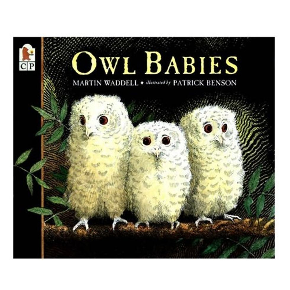 Owl Babies