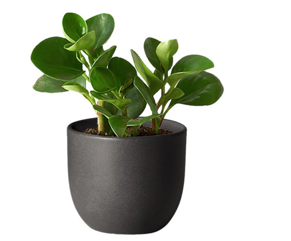 The Sill baby rubber plant