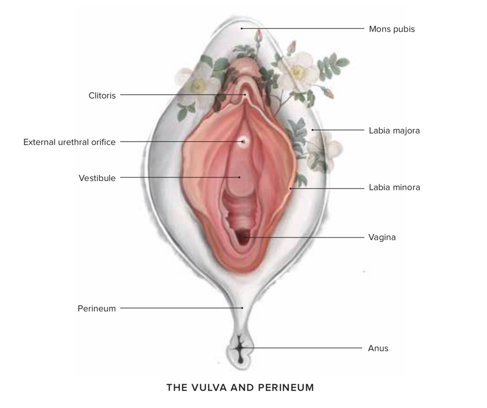 Genital sores - female Information