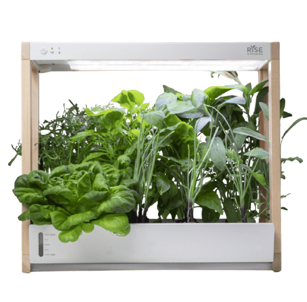 Indoor gardening with kids