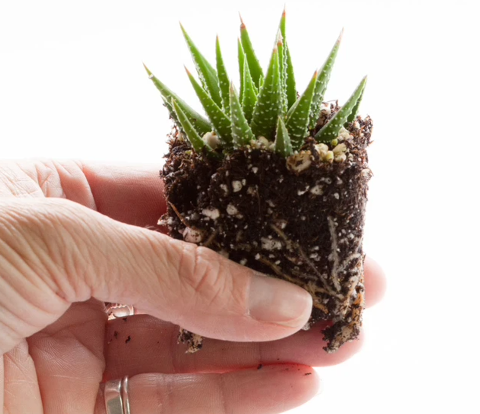 Indoor gardening with kids