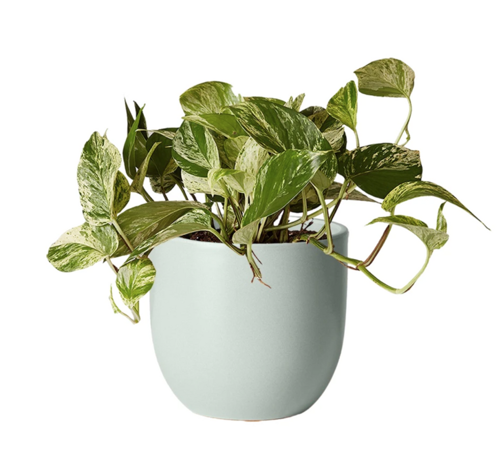 THE SILL Marble Queen Pothos