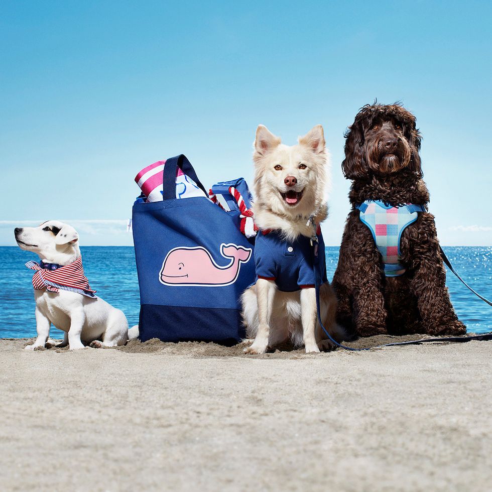 Vineyard Vines for Target Pet Accessories