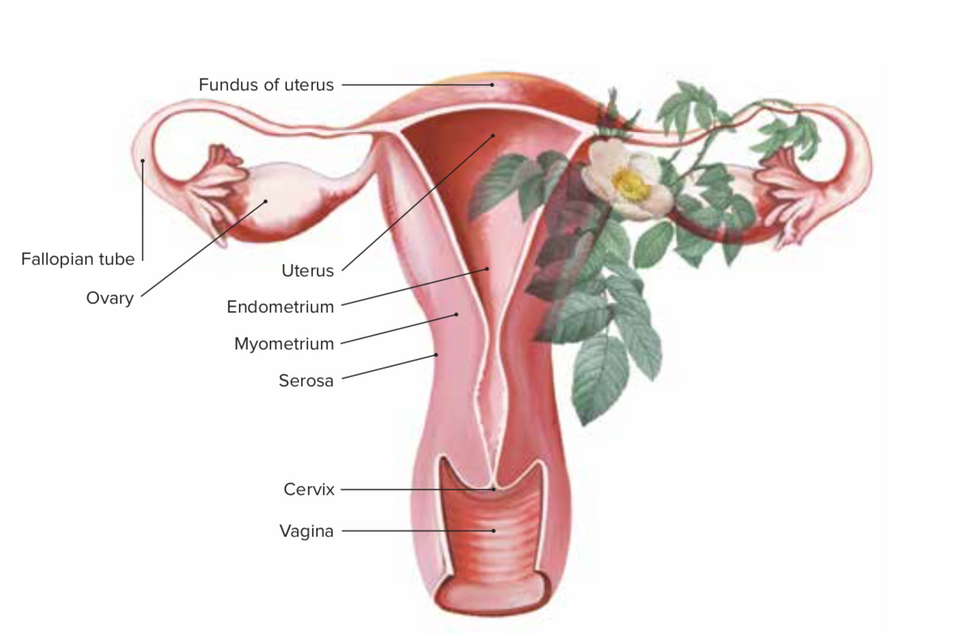 reproductive anatomy